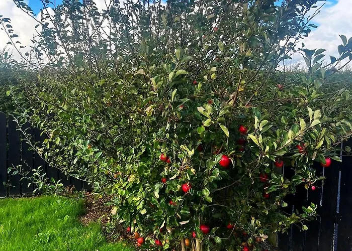 Marie's Country * Арди